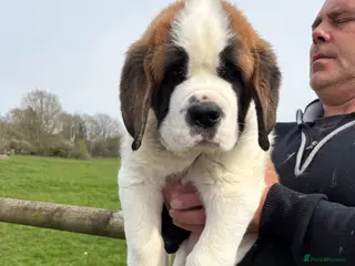 Saint Bernard dogs Last boy left! Over 10kg already !!! - Advert 2