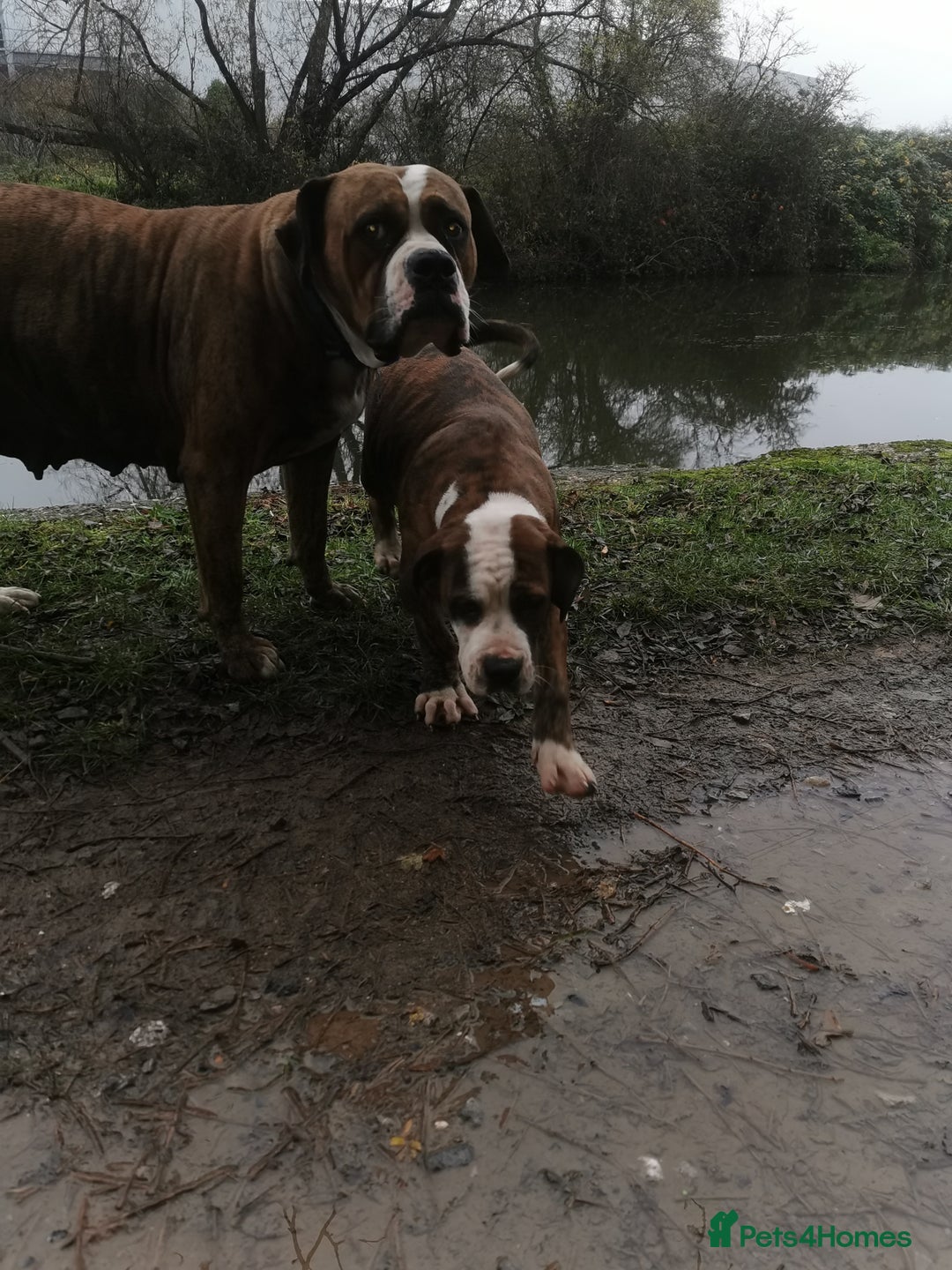 Mixed Breed dogs for sale: American bulldog mastiff cross puppies for sale - Advert 2