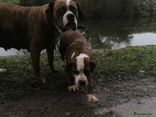 Mixed Breed dogs American bulldog mastiff cross puppies for sale - Advert 7