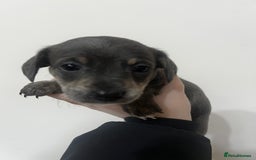 Mixed Breed dogs for sale: ✨ Miniature Dachshund × Bichon Puppies ✨ - Advert 7