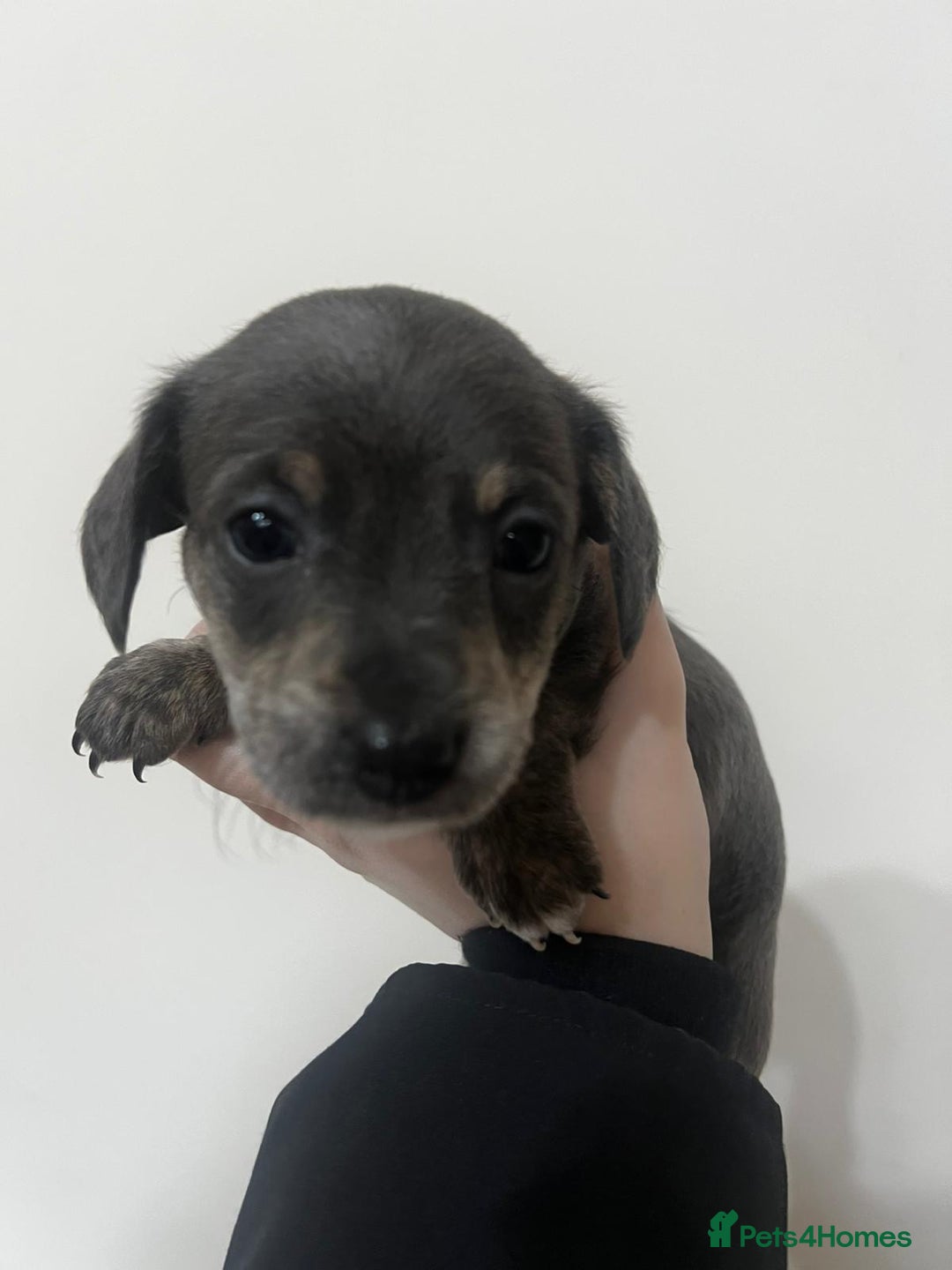 Mixed Breed dogs for sale: ✨ Miniature Dachshund × Bichon Puppies ✨ - Advert 7