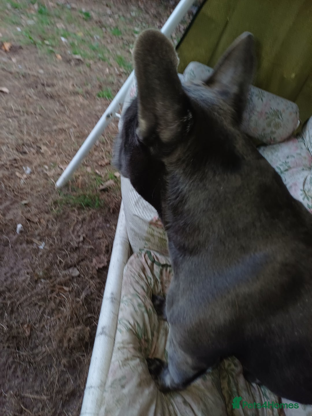 French Bulldog dogs for adoption: Meet BONNIE - a Lovely Girl, for a Loving Home - Image 20