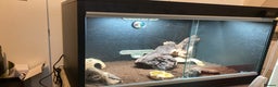 Leopard Gecko reptiles for sale: 10 month old Leopard Gecko + setup - Advert 3