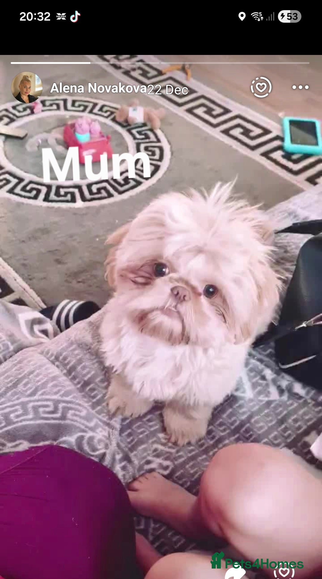 Shih Tzu dogs for sale: Imperial Shih Tzu  - Advert 9