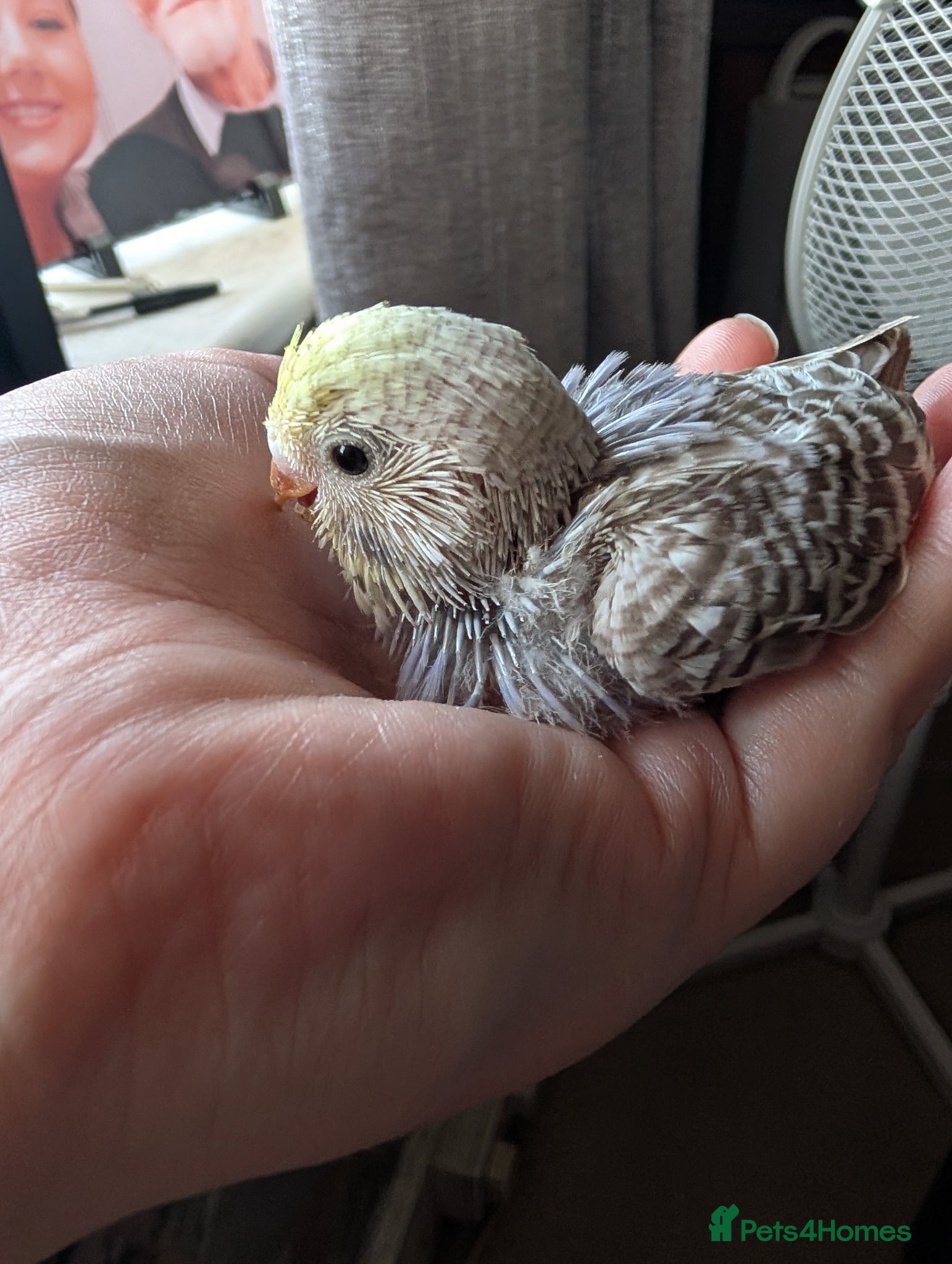 Budgerigars birds Baby budgies  - Advert 1