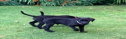 Labrador Retriever dogs for sale: KC Reg Black Labrador Puppies (£1600 Fixed Price) in Lydney - Advert 9