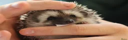 Pygmy Hedgehog rodents for sale: Three beautiful boys for sale - Advert 20
