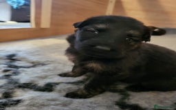 German Shepherd dogs for sale: German shepherd female only - Advert 5