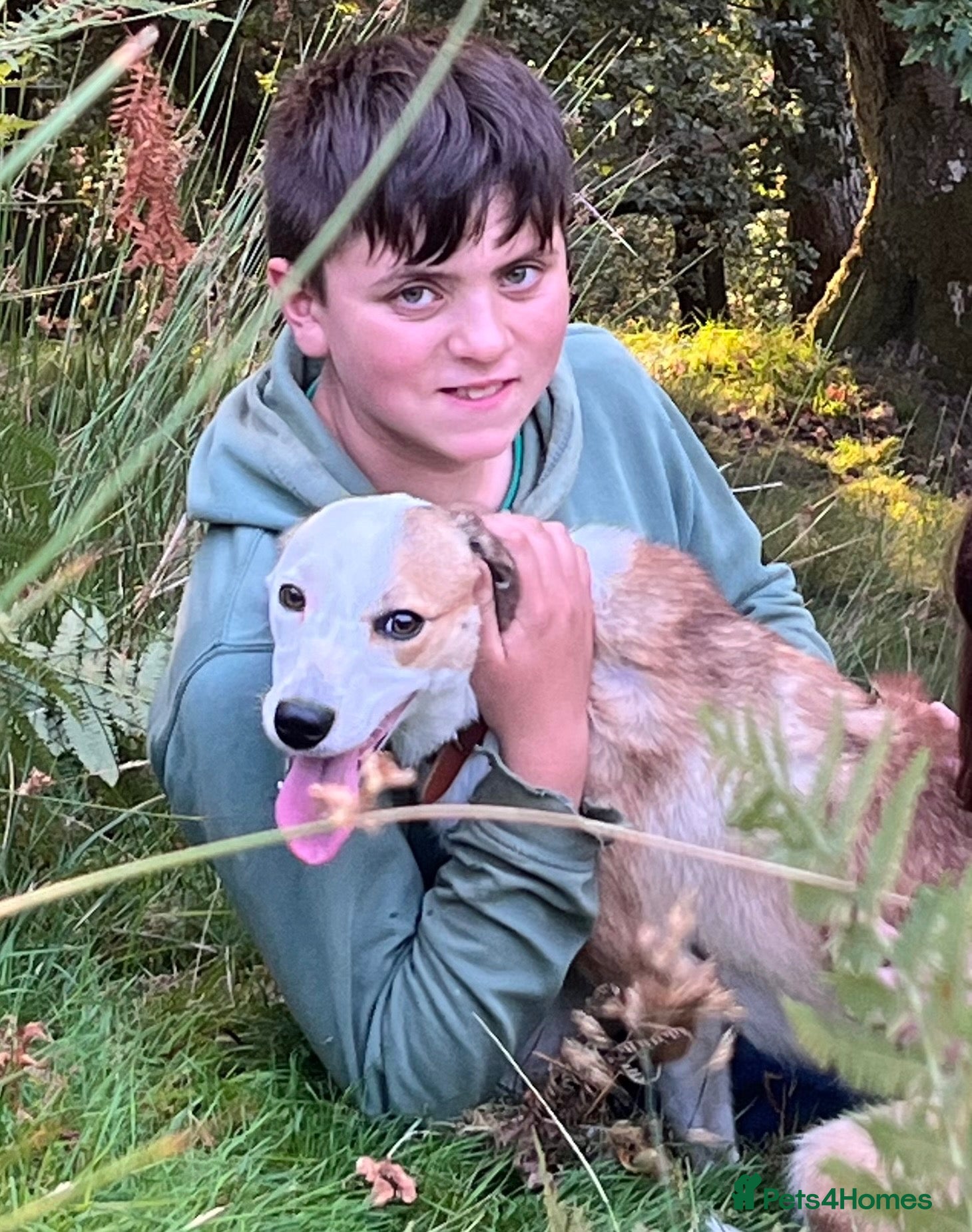 Mixed Breed dogs Welsh Collie Pups  - Advert 2