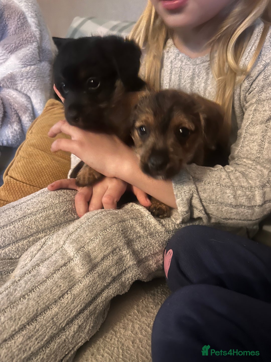 Jack Russell dogs for sale: Jackrussel  - Image 2