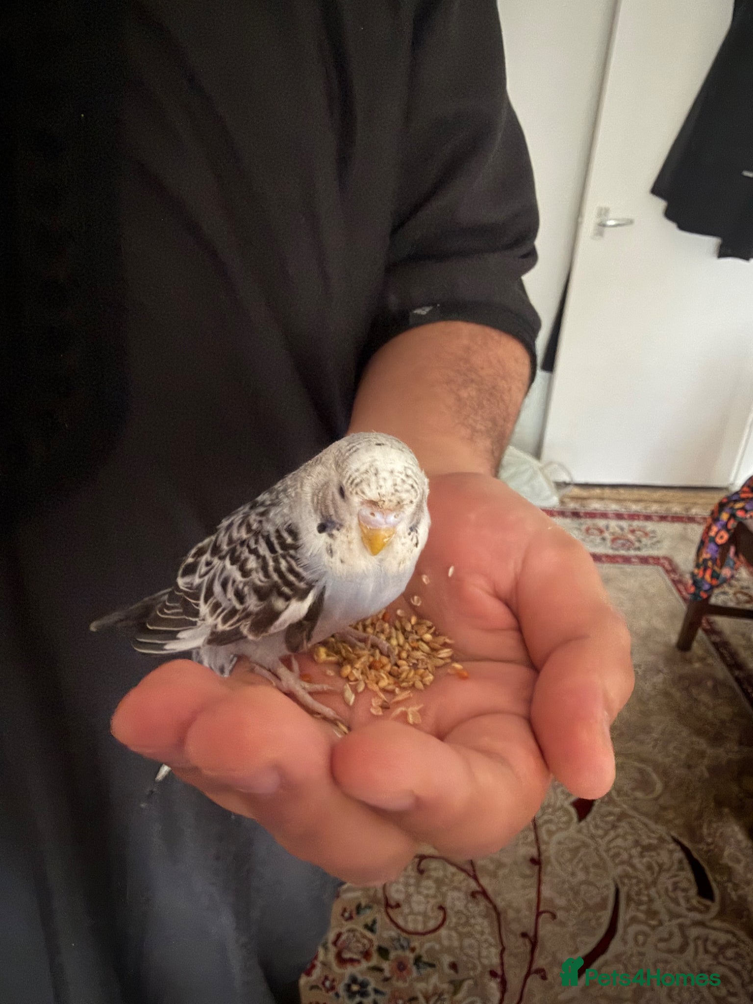 Budgerigars birds 2 Baby Budgies - Advert 2