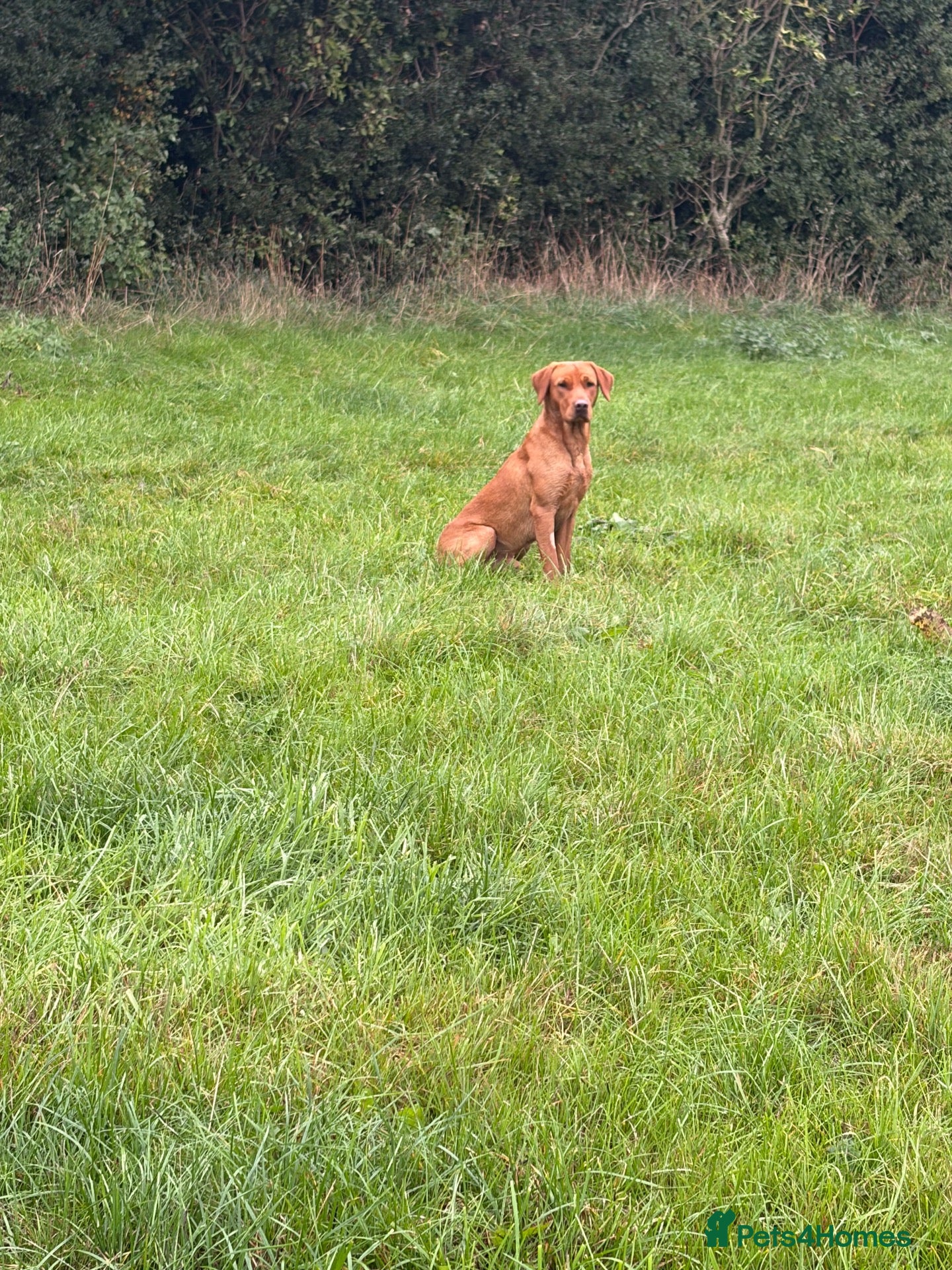 Labrador Retriever dogs for stud: Fox red Labrador  - Advert 2