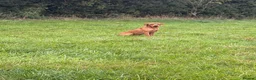 Labrador Retriever dogs for stud: Fox red Labrador  in Ripon - Advert 1
