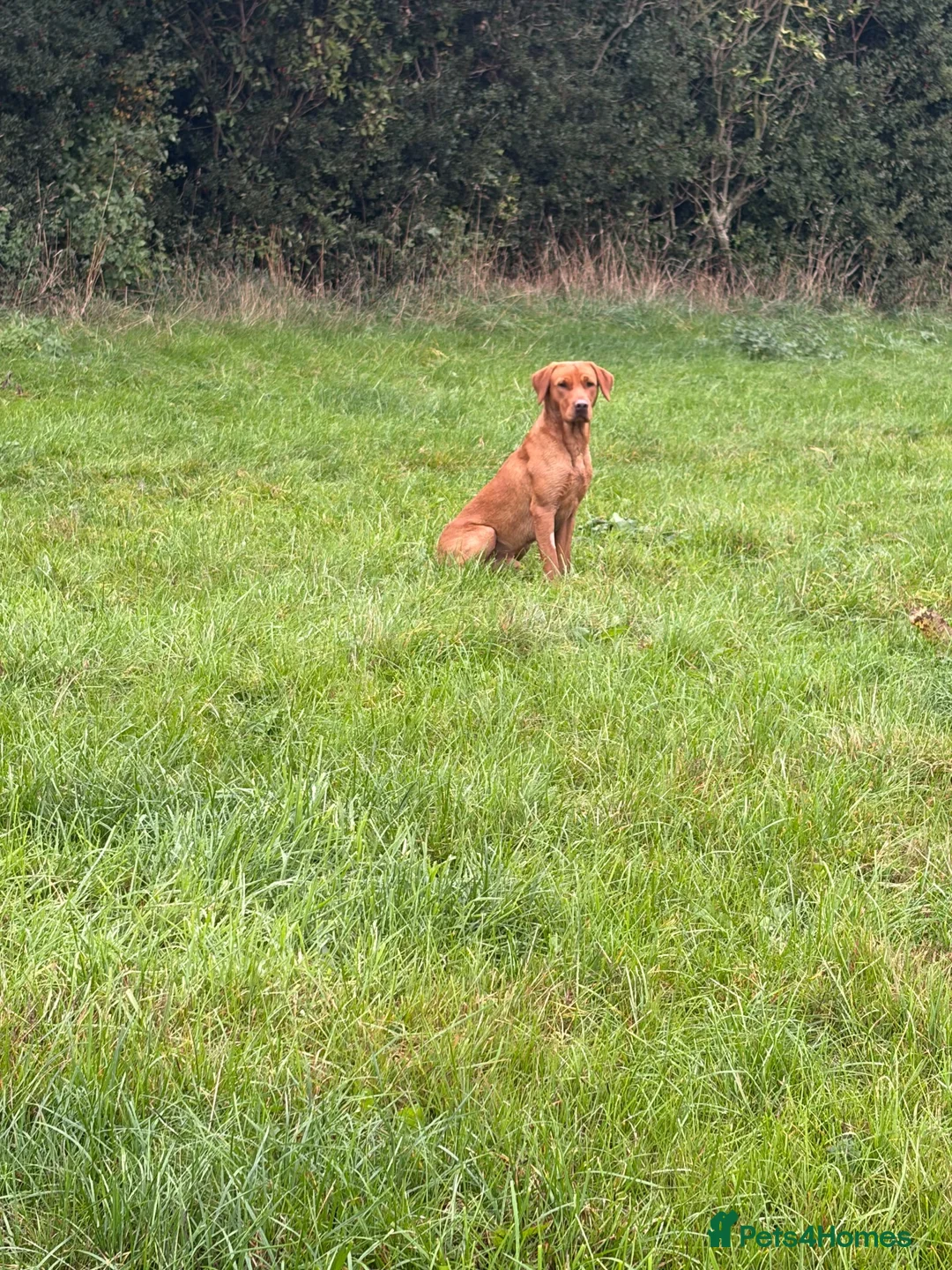 Labrador Retriever dogs for stud: Fox red Labrador  in Ripon - Advert 1