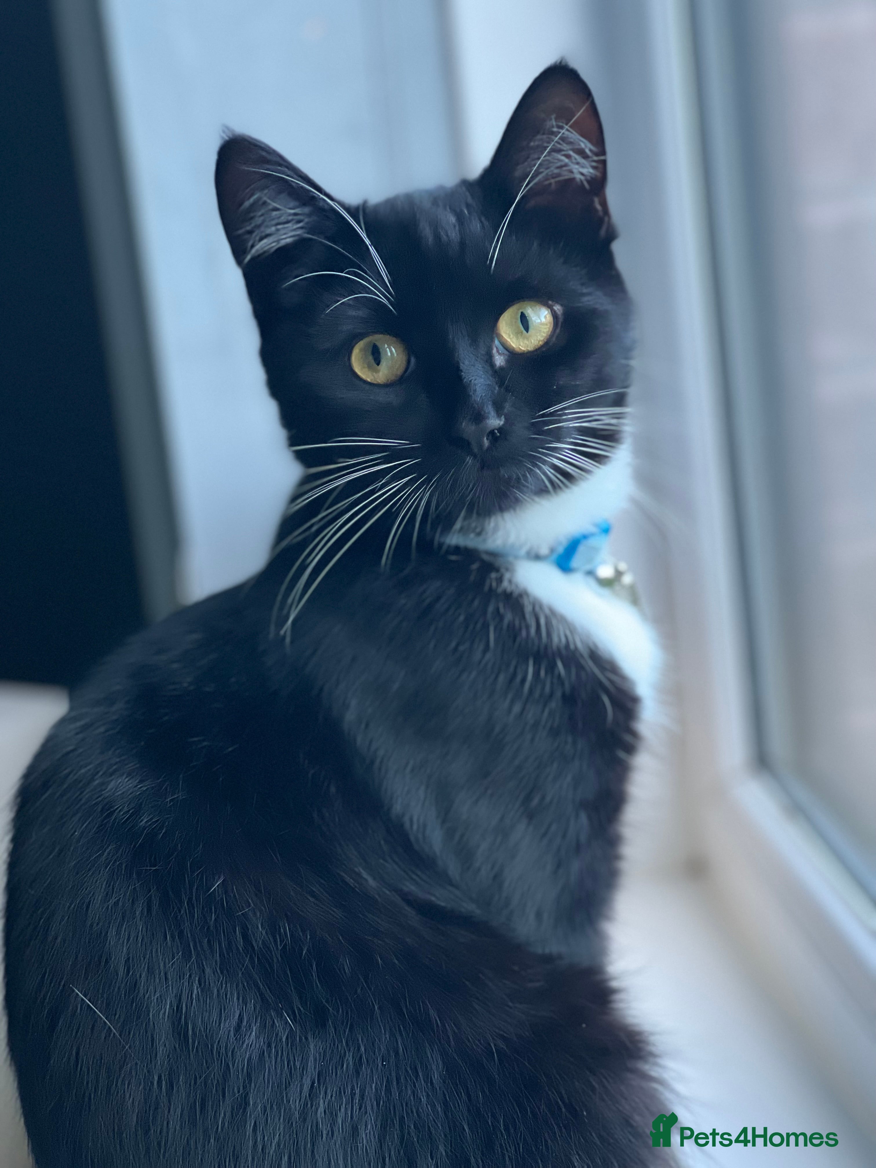 Domestic Shorthair cats Junior is looking for a new home - free - Advert 23