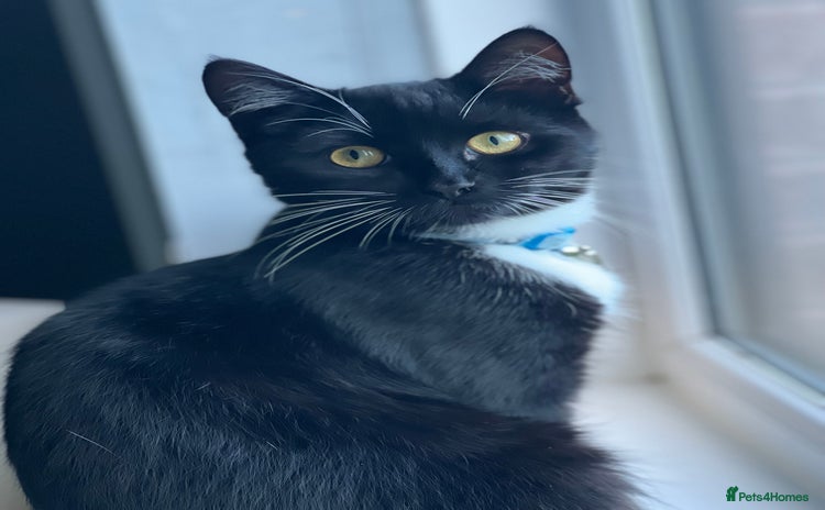 Domestic Shorthair cats - Advert 1