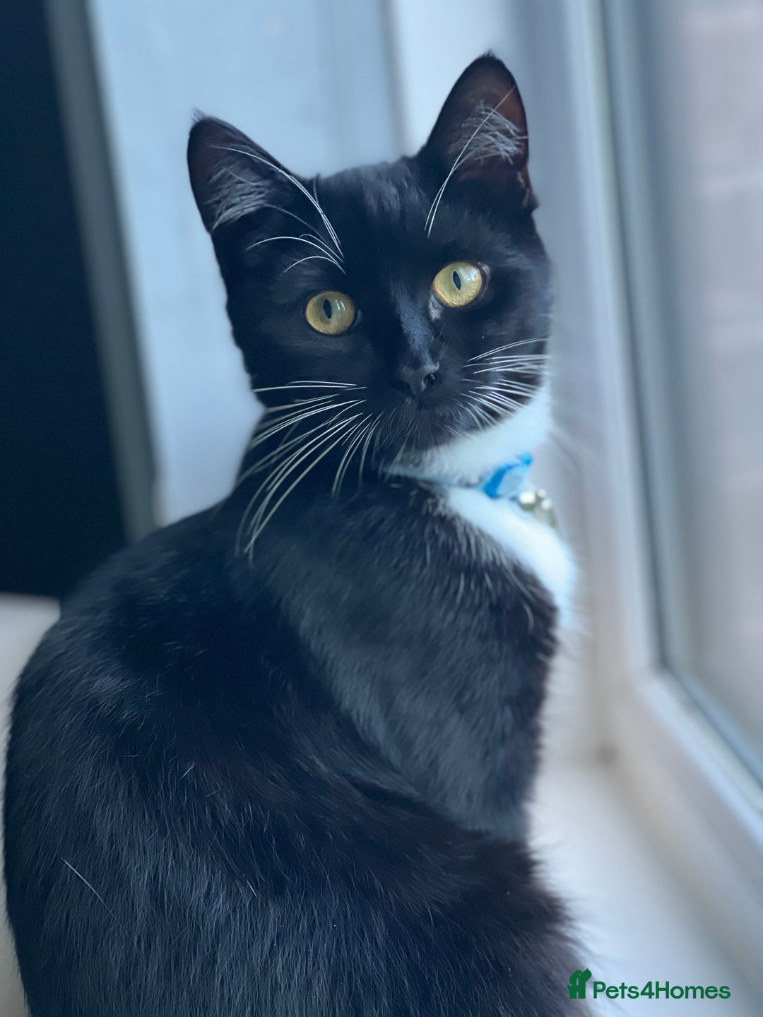 Domestic Shorthair cats for sale: Junior is looking for a new home - free - Image 1