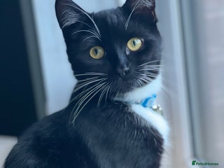 Domestic Shorthair cats for sale - Advert 1