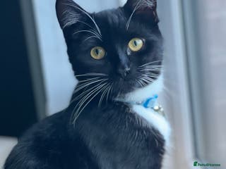 Domestic Shorthair cats Junior is looking for a new home - free - Advert 18