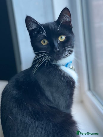 Domestic Shorthair cats - Advert 3