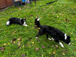 Border Collie dogs 2 Beautiful border collie pups for sale - Advert 3