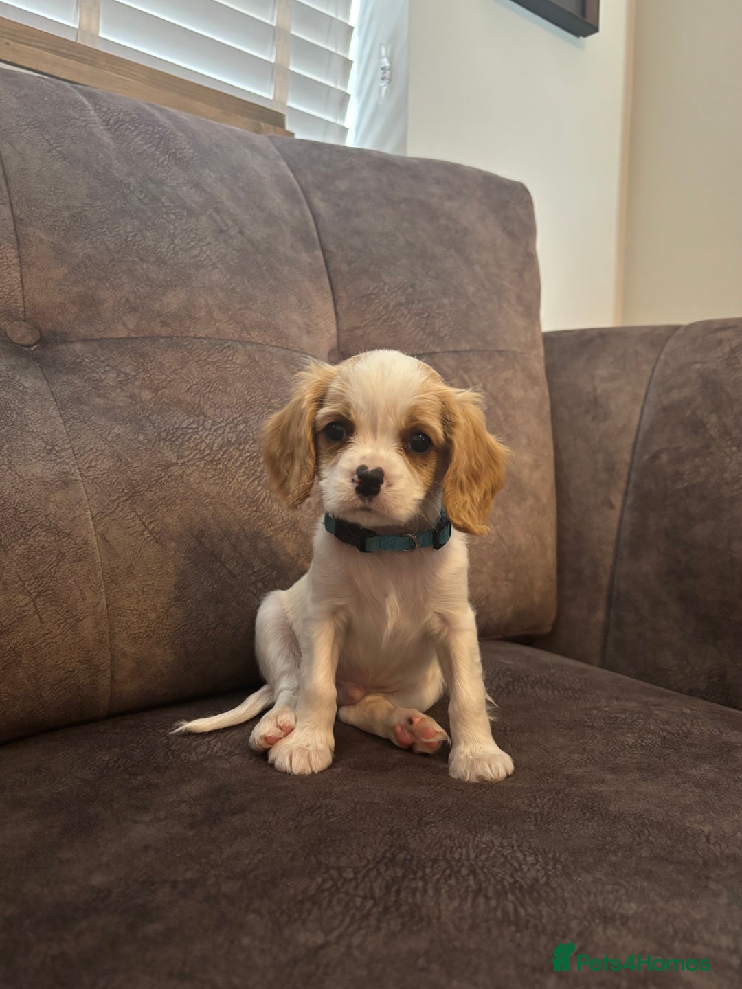 Cavachon dogs for sale: Cavalier King Charles X Cavachon - Image 10