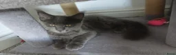 Maine Coon cats for sale: Maine coon kittens(pure breed) - Advert 19