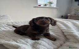 Miniature Dachshund dogs for sale: Long-haired Miniature dachshund puppy - Advert 2