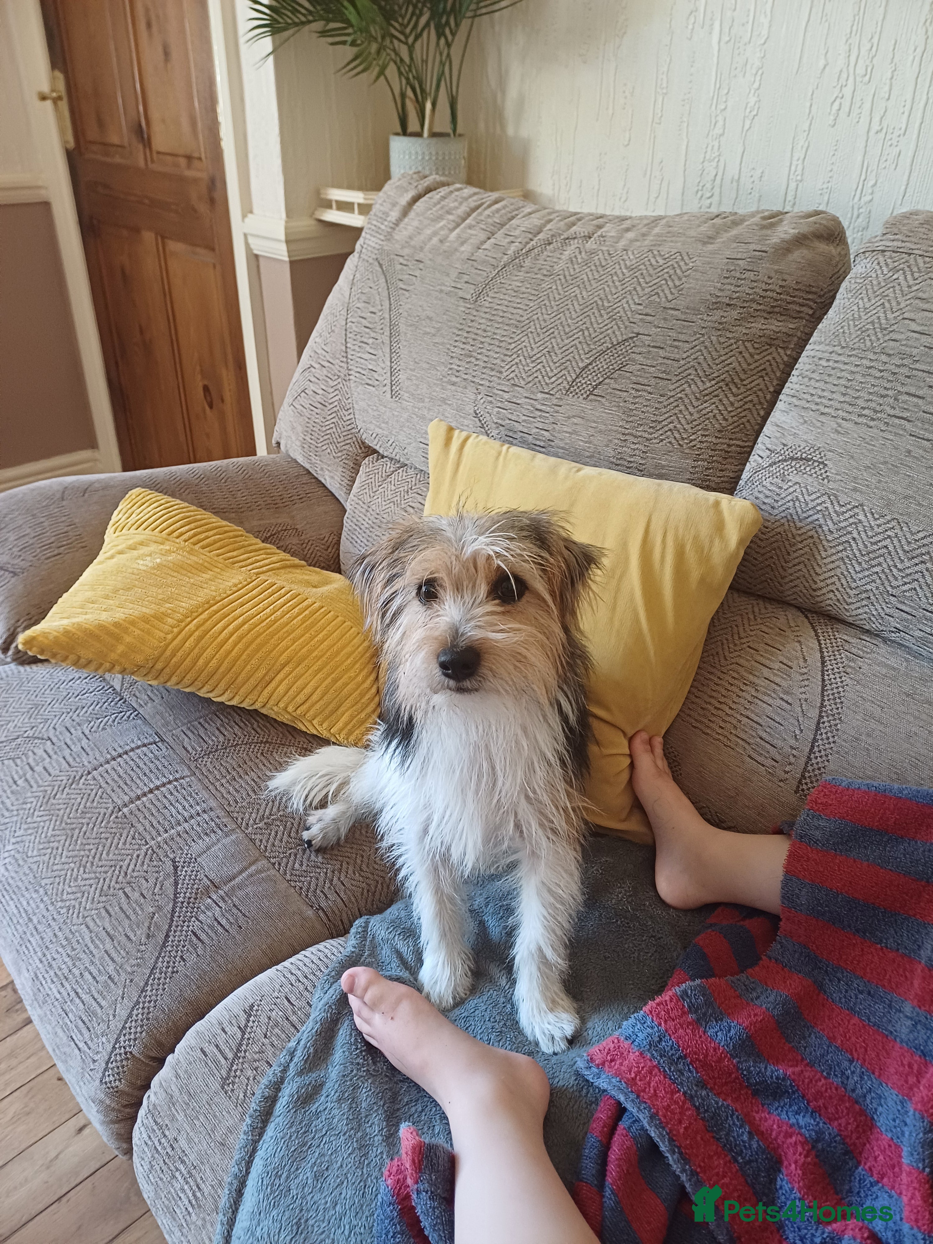 Jack Russell dogs Stud dog  - Advert 1