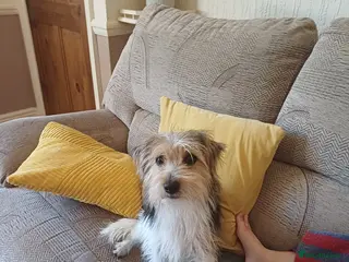 Jack Russell dogs Stud dog - Advert 16