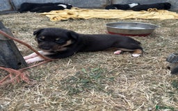 Mixed Breed dogs for sale: Beautiful Huntaway x Collie pups  - Image 2