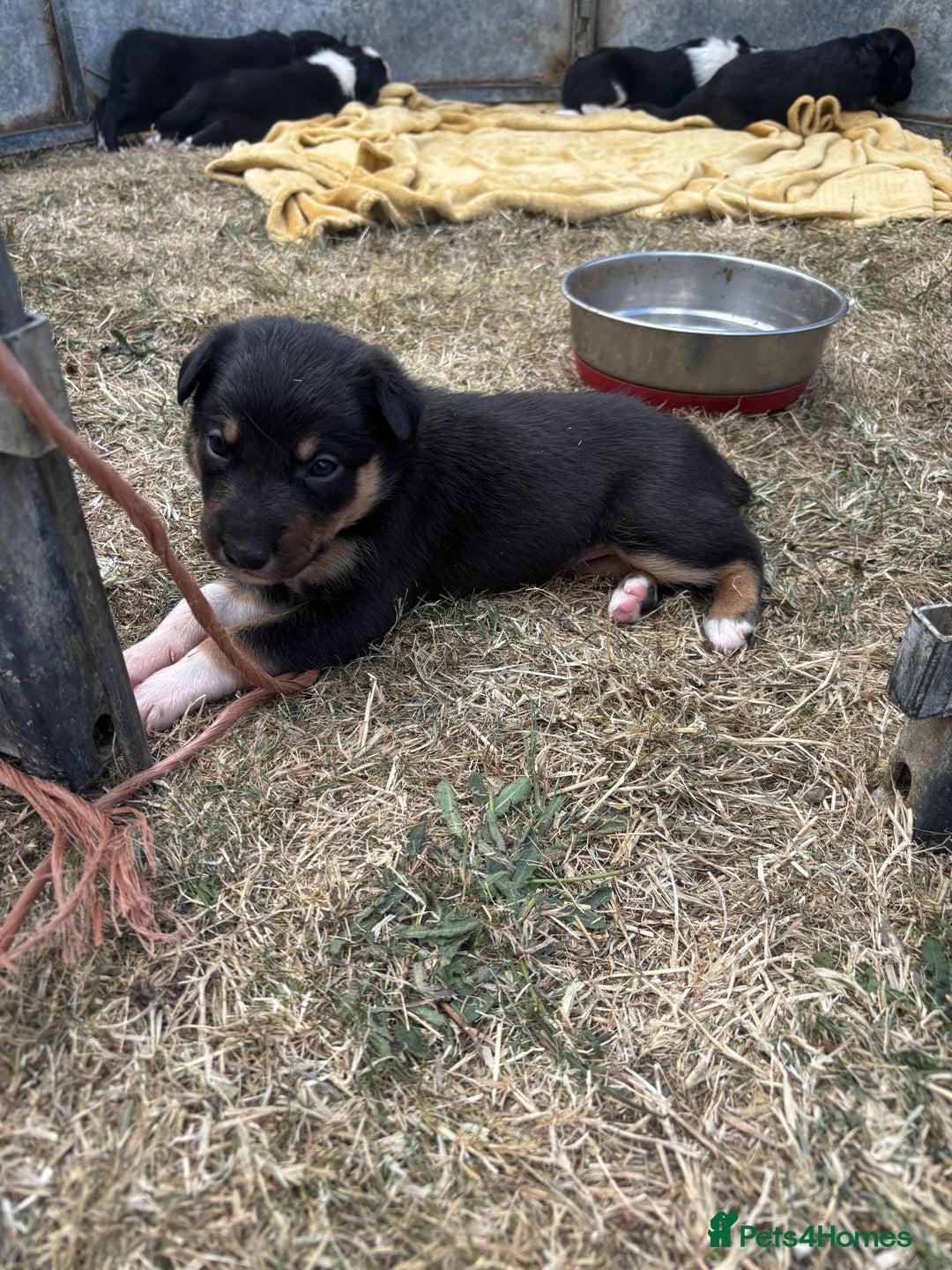 Mixed Breed dogs for sale: Beautiful Huntaway x Collie pups  - Image 2