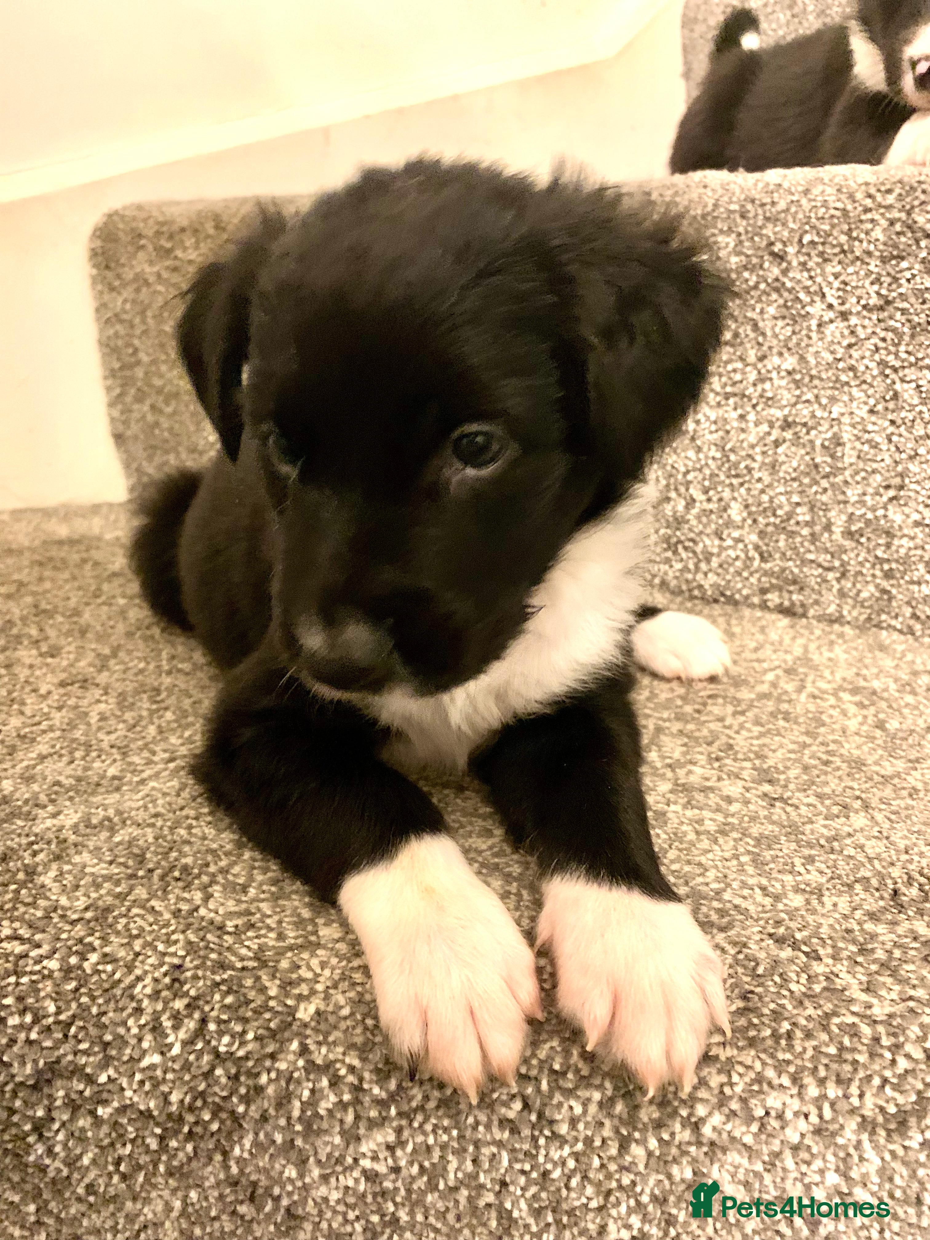 Border Collie dogs Pure Border Collie pups  - Advert 15