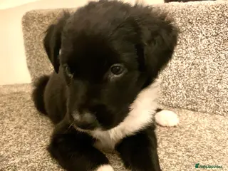 Border Collie dogs Pure Border Collie pups - Advert 15