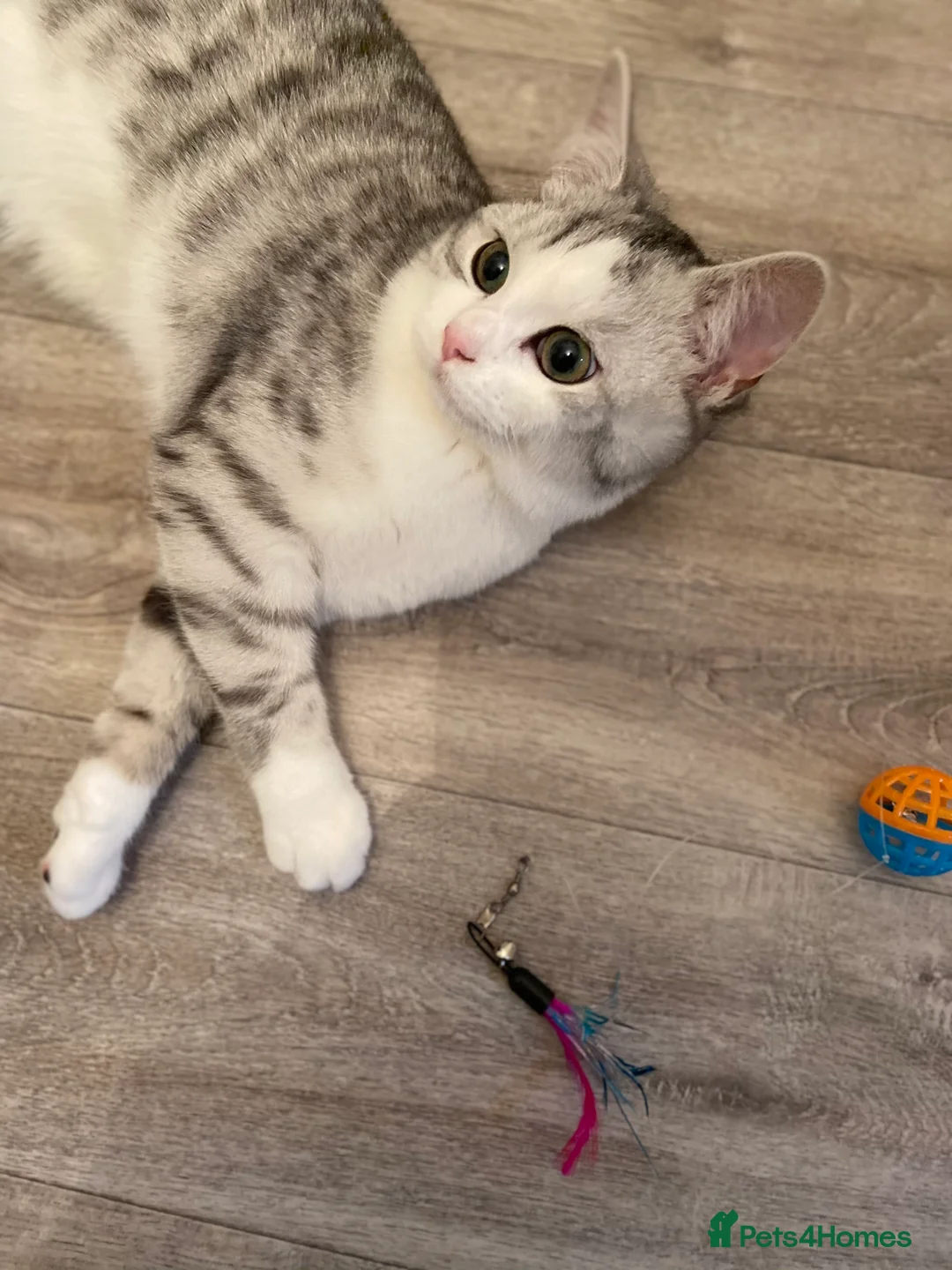 Mixed Breed cats for sale: Persian Chinchilla x British Shorthair – Milo  - Advert 11
