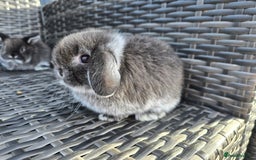 Mini Lop rabbits for sale: Beautiful mini lop bunnies - Image 4