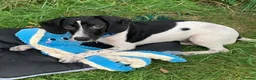 Mixed Breed dogs for adoption: Tiana (Pointer mix) in Coulsdon - Advert 15