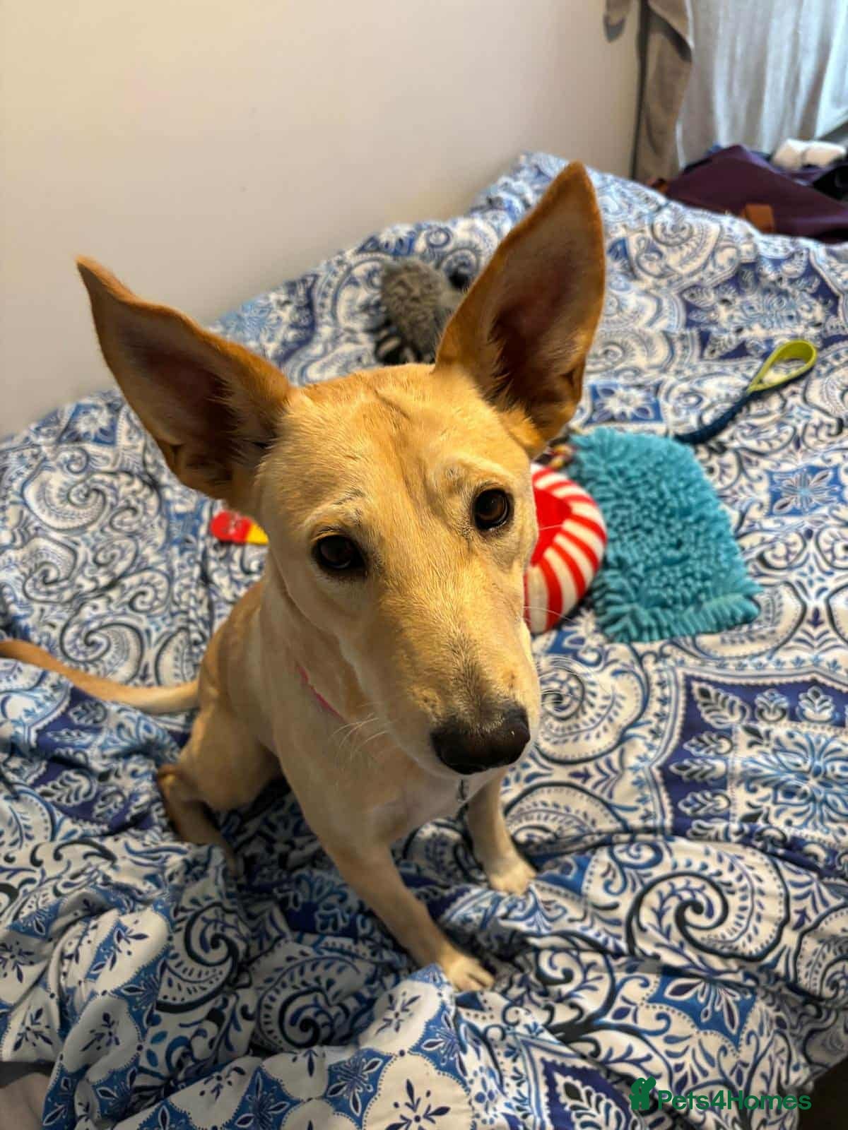 Mixed Breed dogs Amber is looking for her forever home - Advert 20