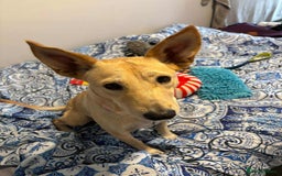 Mixed Breed dogs for adoption: Amber is looking for her forever home - Image 1