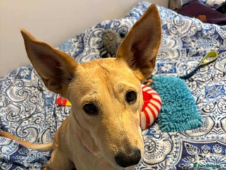 Mixed Breed dogs for adoption - Advert 2