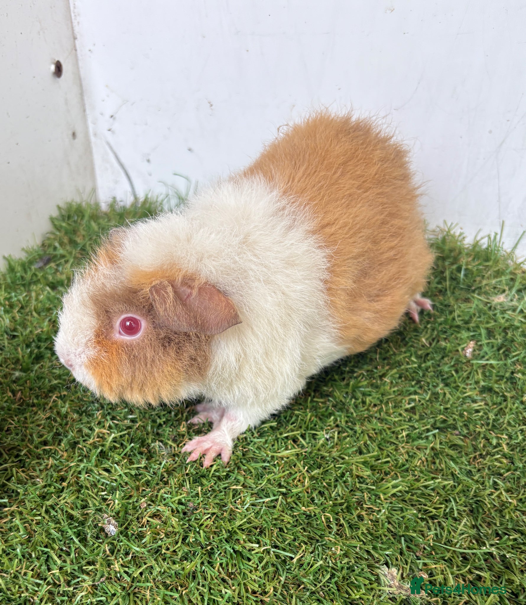 Guinea Pig rodents Calm, Guineas pig girls  - Advert 1