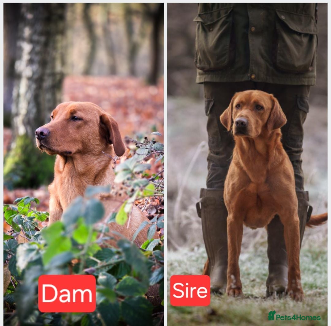 Labrador Retriever dogs Fox red puppies  - Advert 2