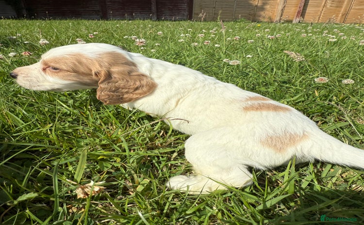Cocker Spaniel dogs - Advert 15