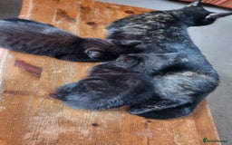 Mixed Breed cats for sale: Phoenix, Cloudy and Rose  - Image 6