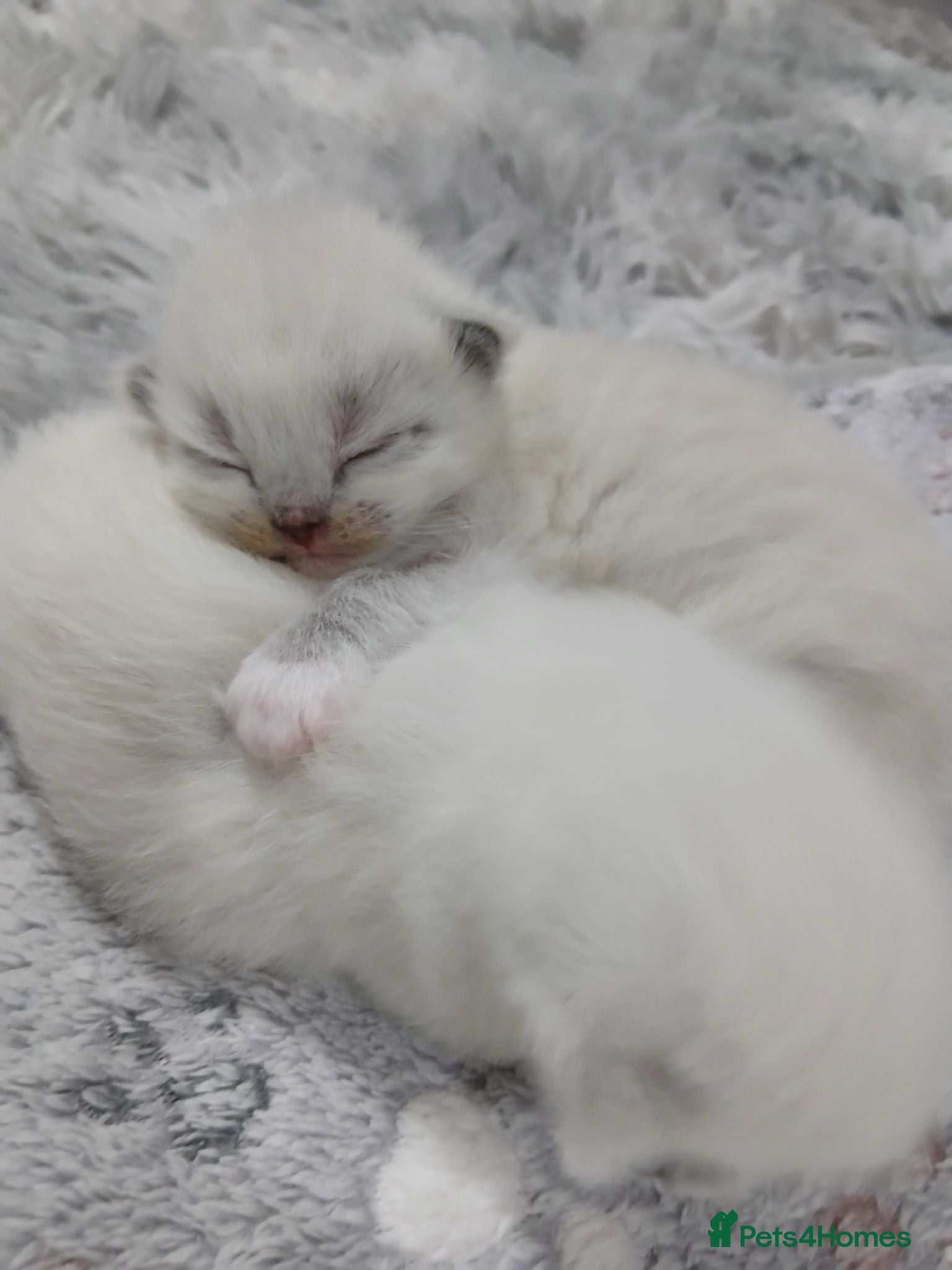 Ragdoll cats Ragdoll kittens  - Advert 10