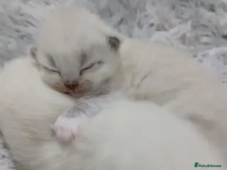 Ragdoll cats Ragdoll kittens - Advert 10