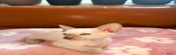 Oriental cats for sale: Beautiful Siamese & Oriental Kittens  - Advert 12