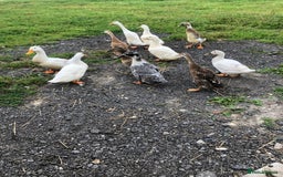 Ducks poultry for sale: Appleyards /aylesbury, runner ducks  - Image 3
