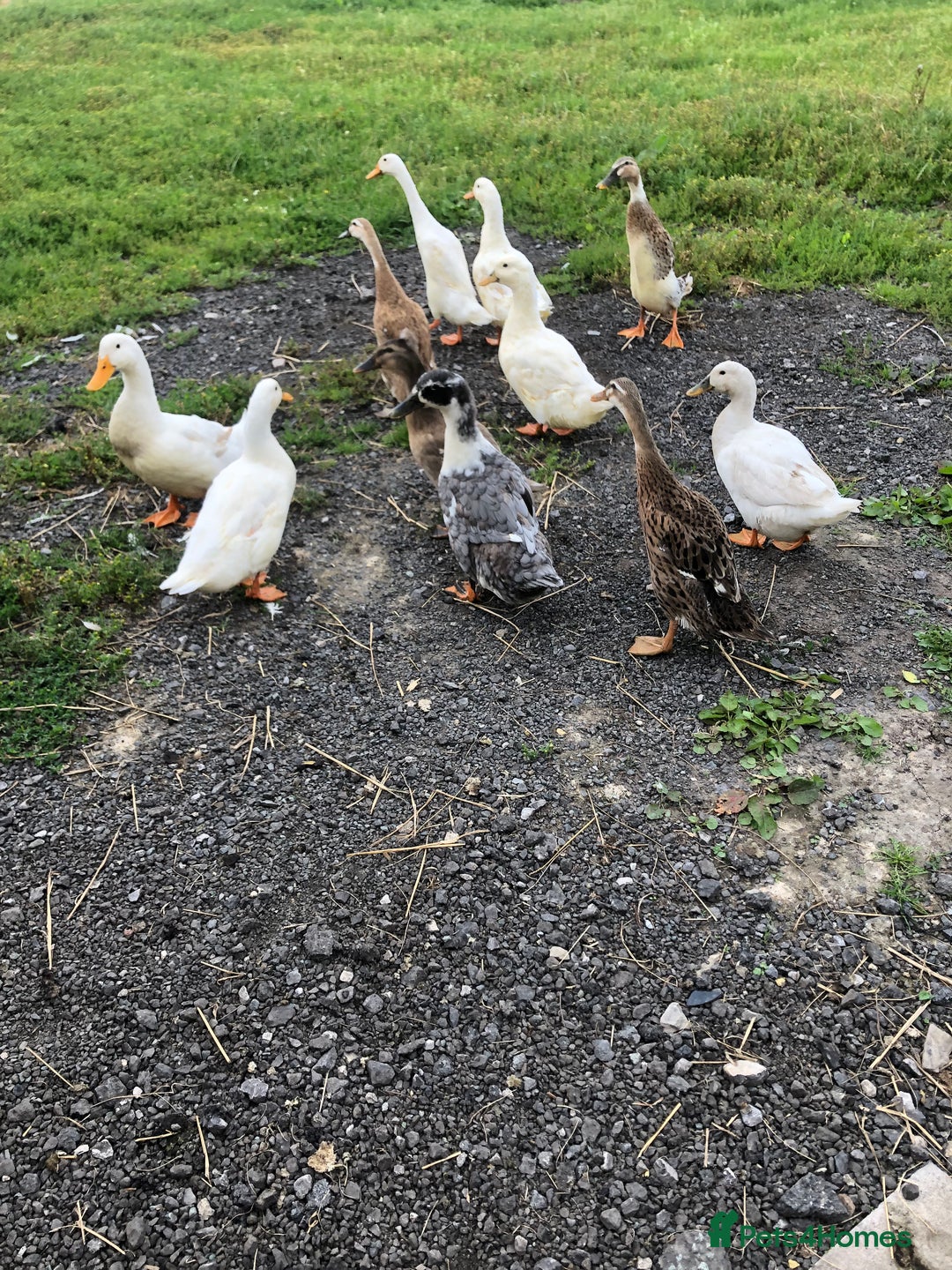 Ducks poultry for sale: Appleyards /aylesbury, runner ducks  - Image 3