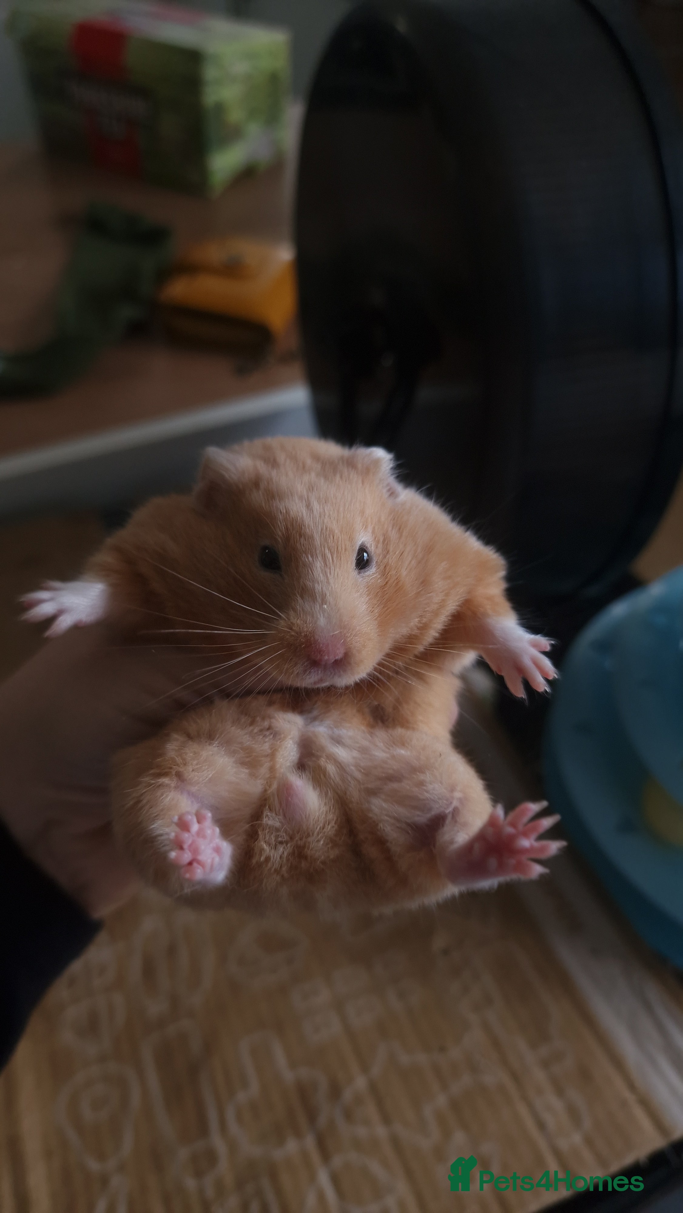 Hamster rodents Pedigree Syrian Hamsters  - Advert 10